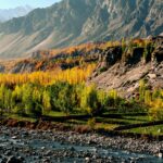 pexels-wasifmehmood997-15817299